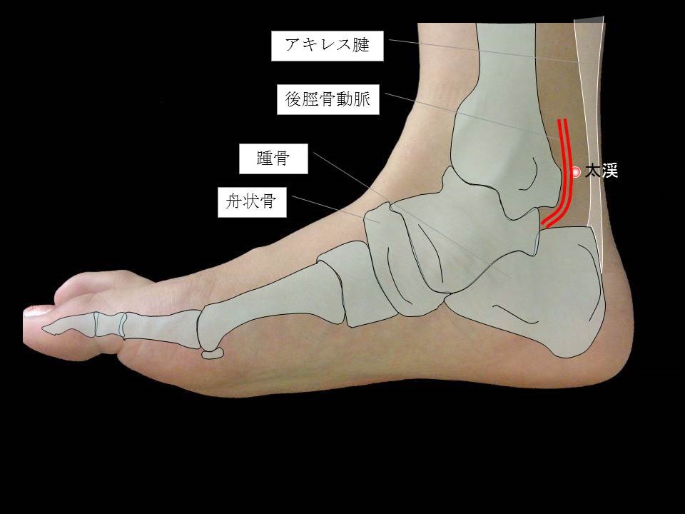 太渓 太谿 たいけい 泌尿器 生殖器 骨と関連するツボ 養徳鍼灸院